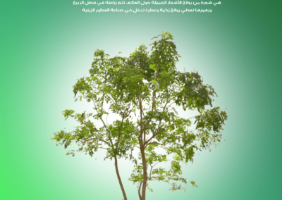 شجرة الملنجتونيا Millingtonia hortensis