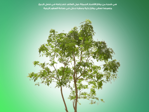 شجرة الملنجتونيا Millingtonia hortensis