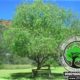 شجرة وتكاري Searsia pendulina