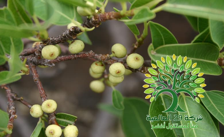 فوائد شجرة الأثاب Ficus salicifolia