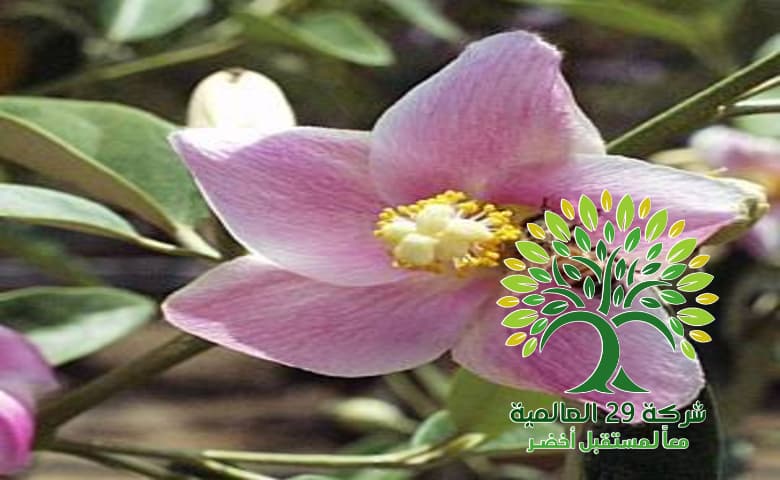 فوائد شجرة زهرة الربيع Lagunaria patersonii