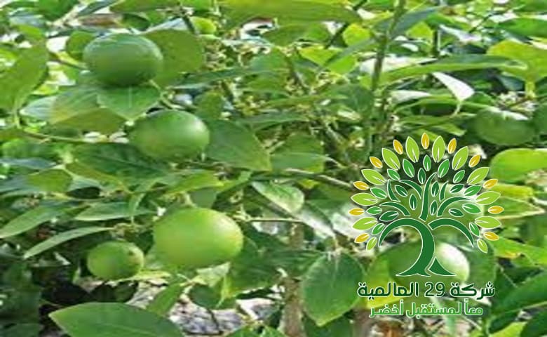 زراعة شجرة اللومي Citrus aurantiifolia
