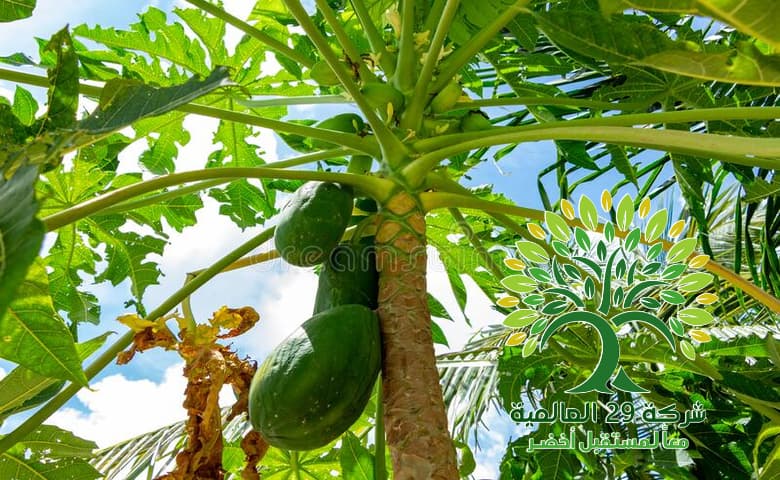 شجرة الباباي Carica papaya