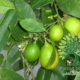 شجرة اللومي Citrus aurantiifolia