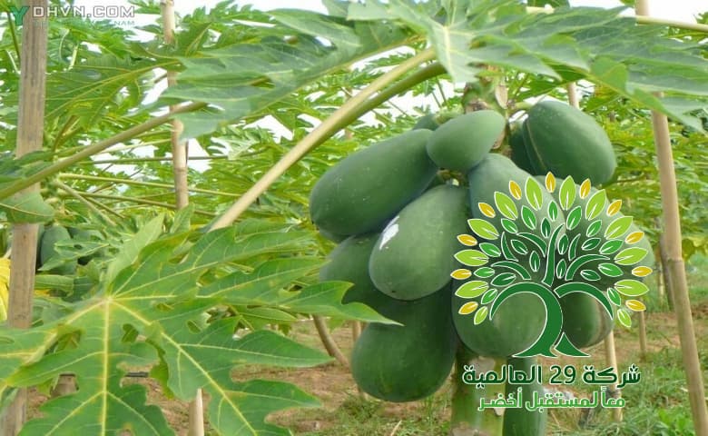 فوائد شجرة الباباي Carica papaya