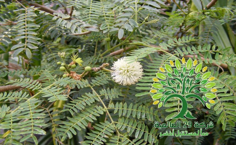 فوائد شجرة اللوسينيا Leucaena leucocephala