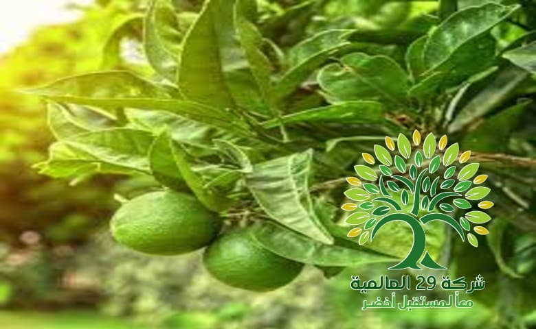 فوائد شجرة اللومي Citrus aurantiifolia