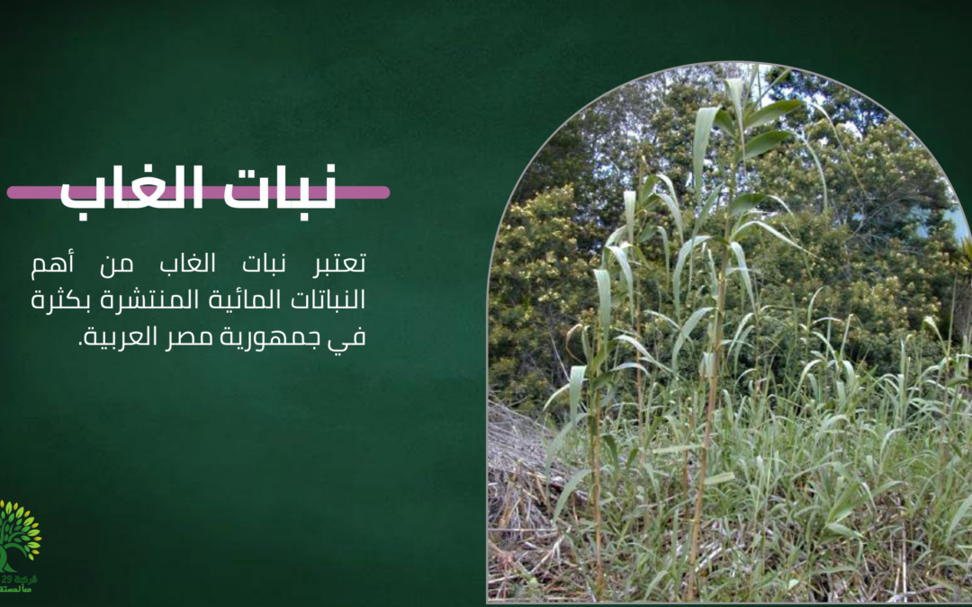 نبات الغاب ( القصب أو الهيش ) وكل شئ عنها 2022