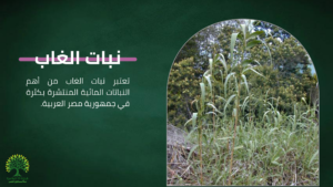 يعتبر نبات الغاب من أهم النباتات المائية المنتشرة بكثرة في جمهورية مصر العربية.