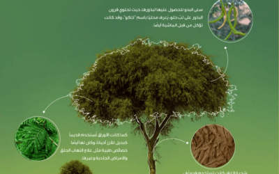 شجرة الغاف Prosopis cineraria