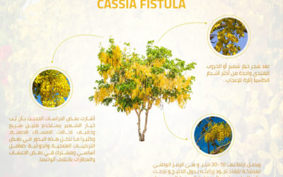 خيار شمبر Cassia fistula