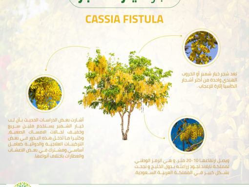 خيار شمبر Cassia fistula