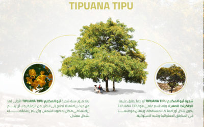شجرة أبو المكارم Tipuana tipu