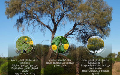 الطلح الأنباري Acacia farnesiana