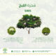 شجرة اللبخ Albizia lebbeck