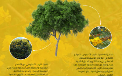 شجرة اللهب الأصفر Peltophorum Pterocarpum
