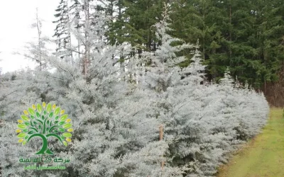 شجرة السرو الفضي arizona cypress