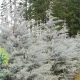 شجرة السرو الفضي arizona cypress