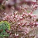 شجرة الأثل الفرنسي tamarix gallica