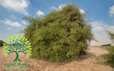 شجرة السدر البري Ziziphus nummularia