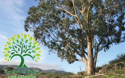 شجرة الكينا eucalyptus