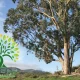 شجرة الكينا eucalyptus