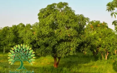 شجرة المانجو mango