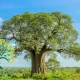 شجرة التبلدي السوداني Adansonia