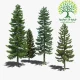 شجرة الصنوبر Loblolly pine