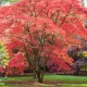 شجرة القيقب اليابانية Maple