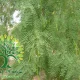 شجرة برسوبس Prosopis