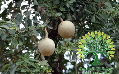 التفاح الخشبي Limonia acidissima