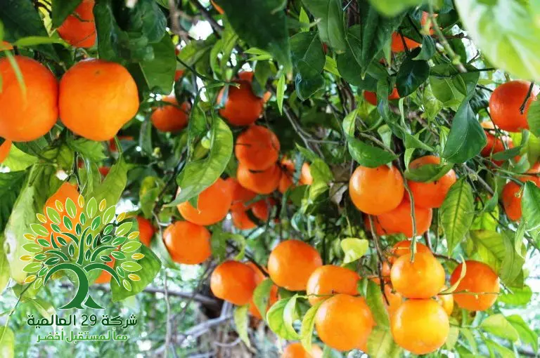 العناية بشجرة البرتقال البلدي