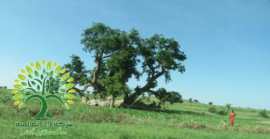 العناية بشجرة التبلدي السوداني