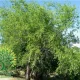شجرة السدر الصيني Ziziphus spina christi