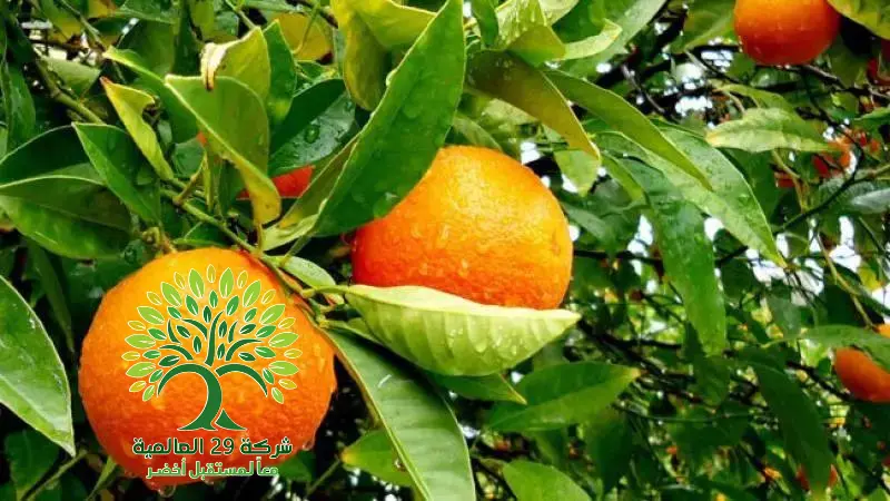 زراعة شجرة البرتقال البلدي