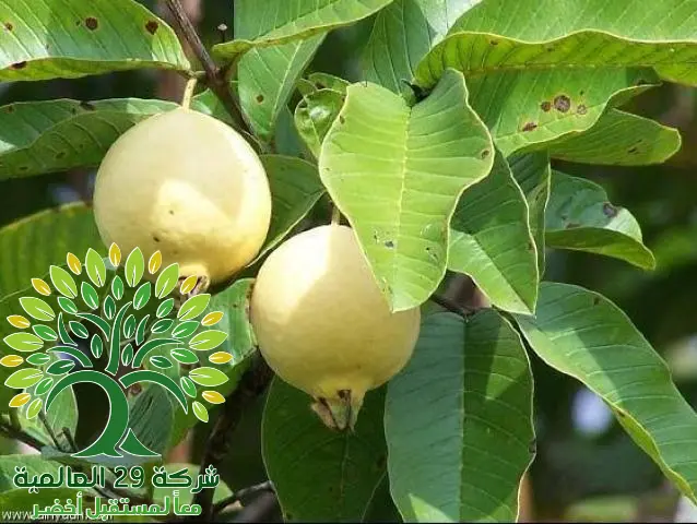 زراعة شجرة الجوافة