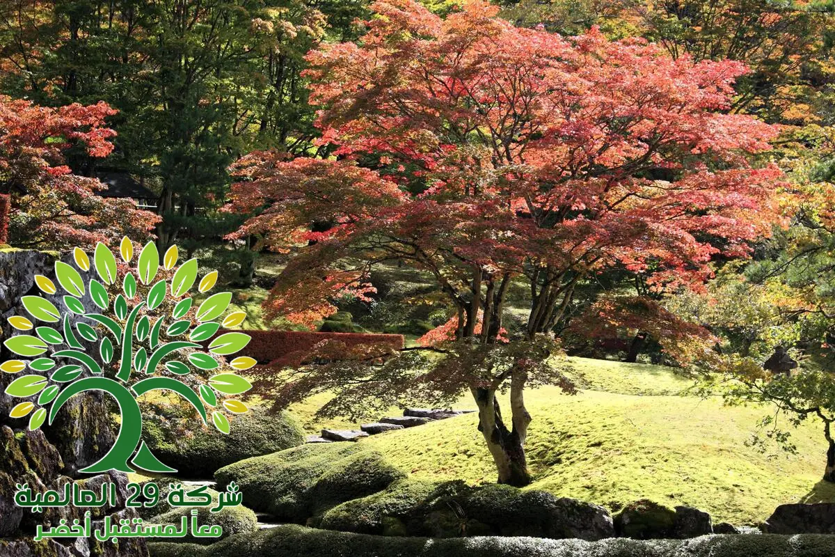 زراعة شجرة القيقب اليابانية