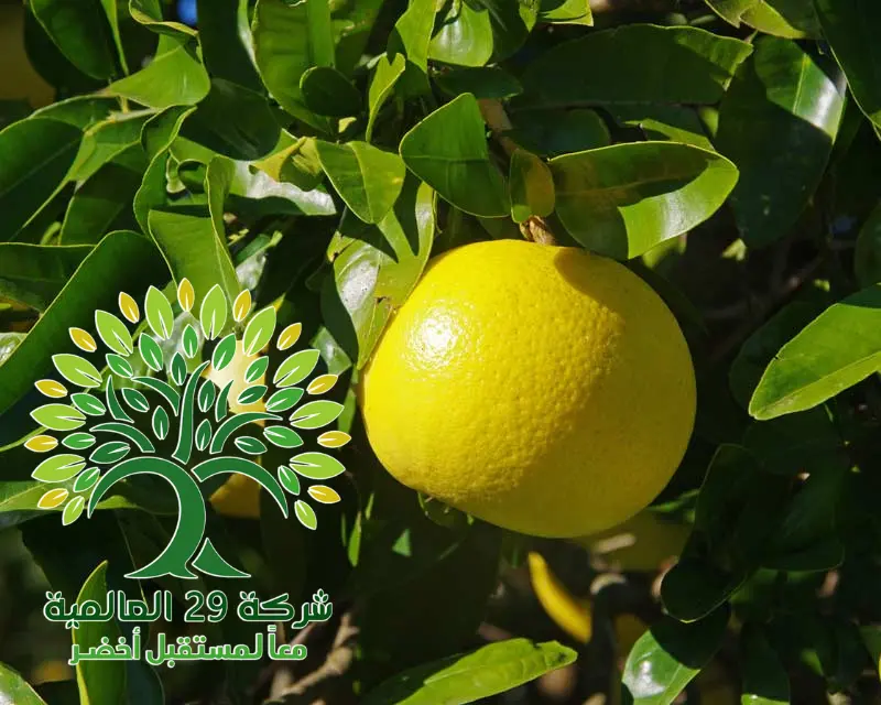 زراعة شجرة الليمون الفردوسي