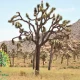 شجرة اليوكا القصيرة Yucca brevifolia