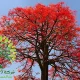 شجرة استركوليا Brachychiton acerifolius