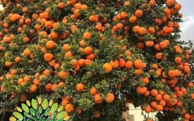 شجرة البرتقال البلدي Citrus sinensys