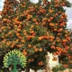 شجرة البرتقال البلدي