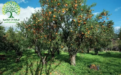 شجرة الكمكوات او البرتقال الذهبي kumquat