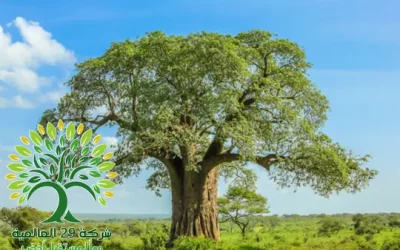 شجرة التبلدي السوداني Adansonia
