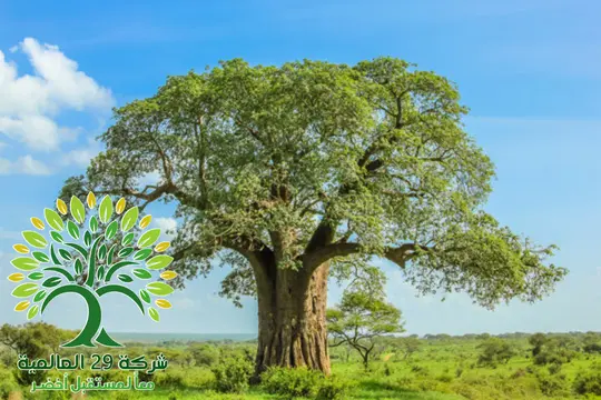 شجرة التبلدي السوداني