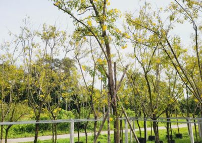 شجرة التيكوما (2)