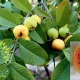 شجرة الجوافة psidium guajava