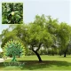 شجرة السدر الهندي Ziziphus mauritiana