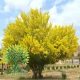 شجرة السرسديوم